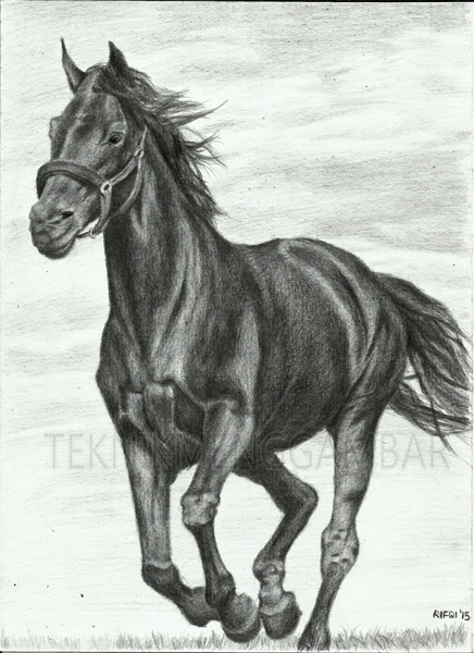 Detail Sketsa Gambar Kuda Nomer 32