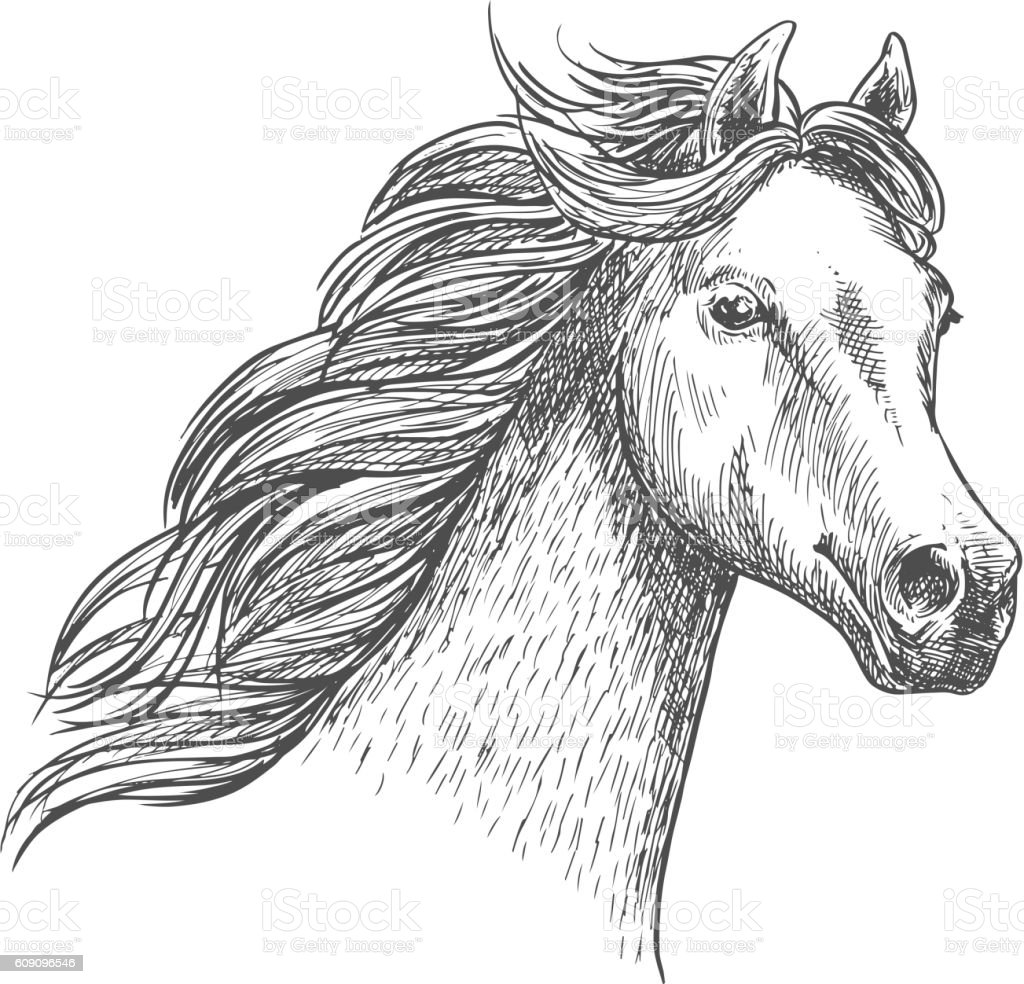Detail Sketsa Gambar Kuda Nomer 44
