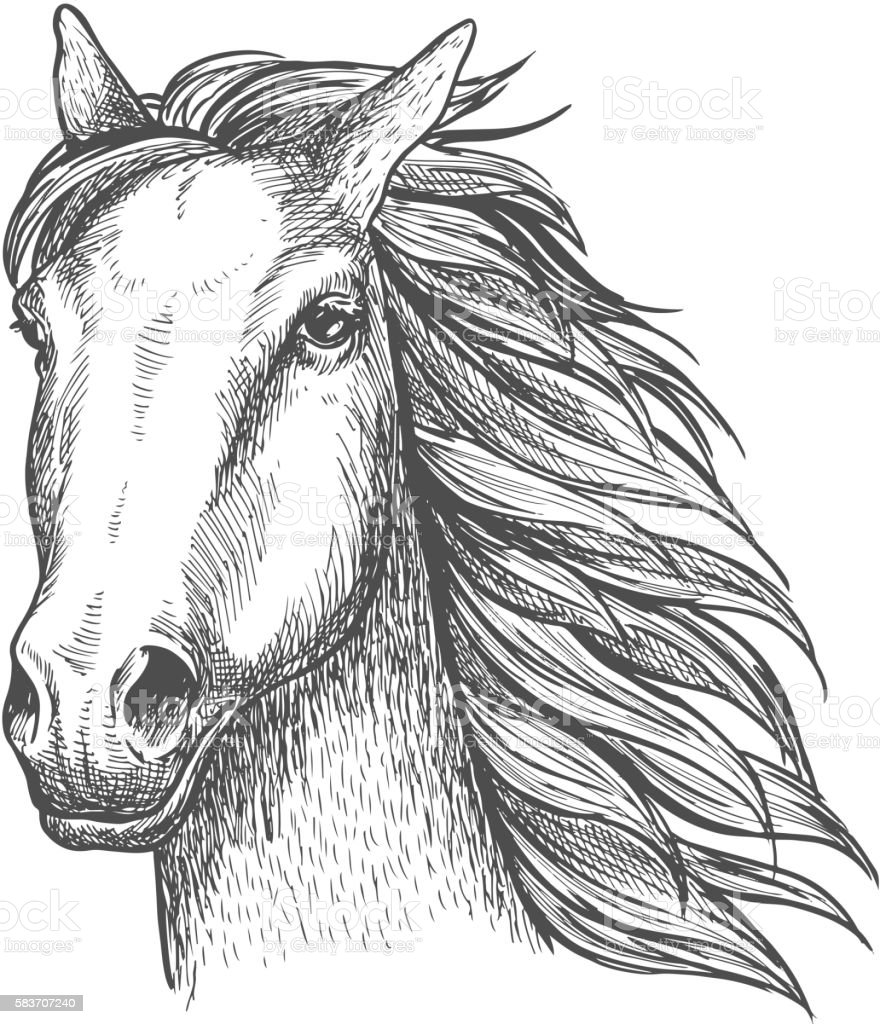 Detail Sketsa Gambar Kuda Nomer 55
