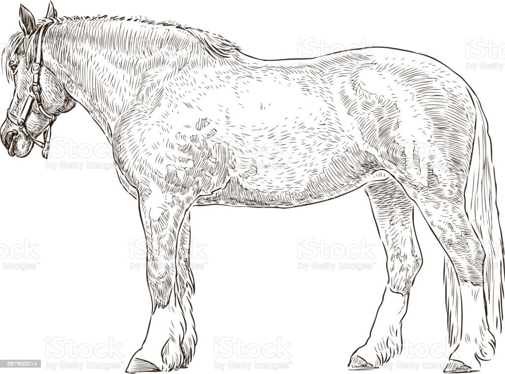 Detail Sketsa Gambar Kuda Nomer 7