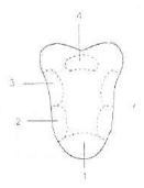 Detail Sketsa Gambar Lidah Nomer 12