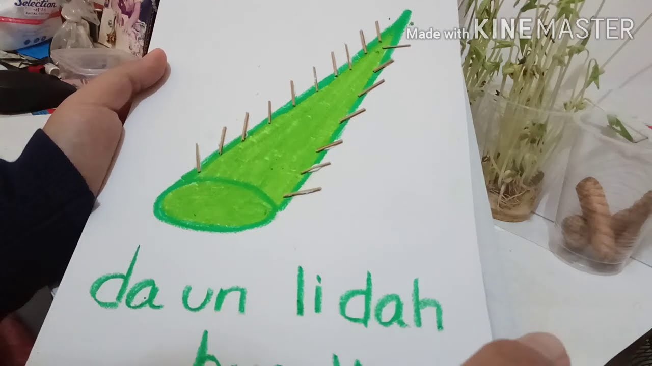 Detail Sketsa Gambar Lidah Mewarnai Nomer 23