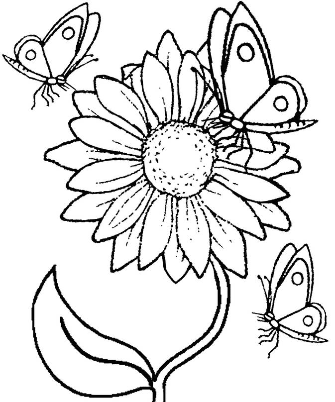 Detail Sketsa Gambar Mewarnai Bunga Matahari Nomer 33