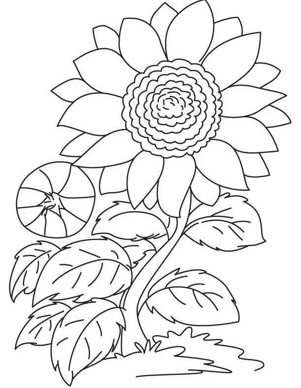 Detail Sketsa Gambar Mewarnai Bunga Matahari Nomer 37