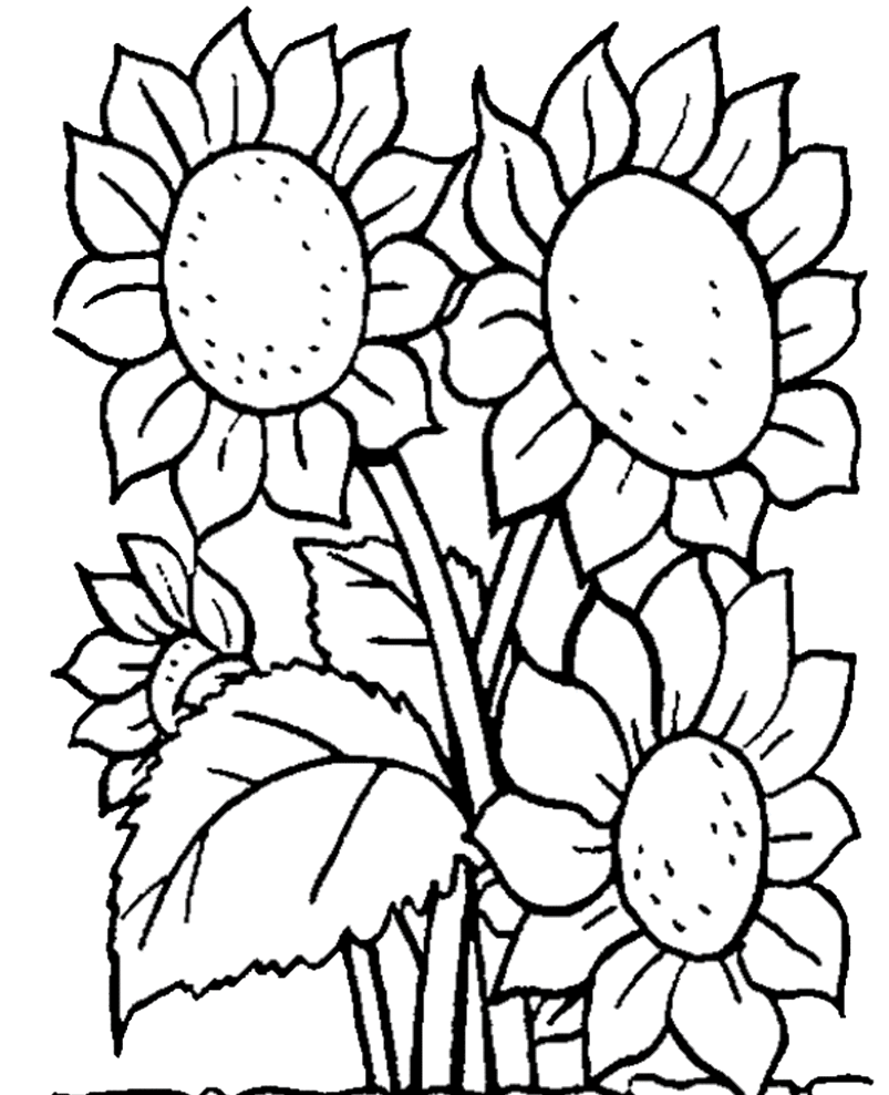 Detail Sketsa Gambar Mewarnai Bunga Matahari Nomer 47