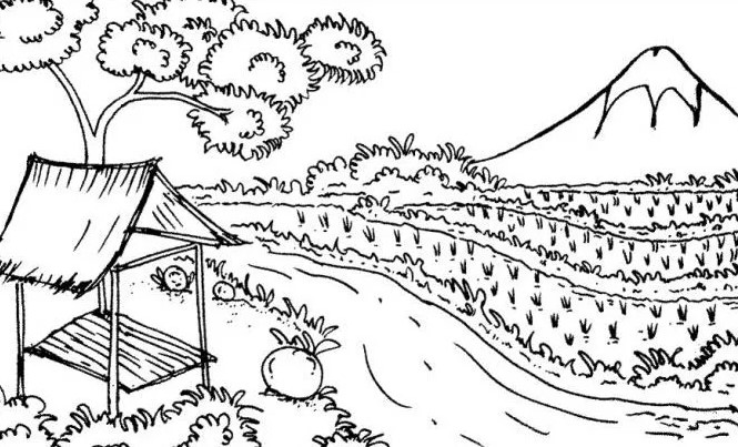 Detail Sketsa Gambar Mewarnai Sawah Nomer 14