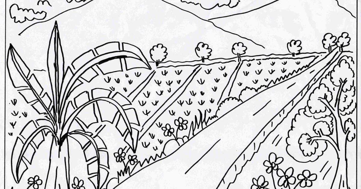 Detail Sketsa Gambar Mewarnai Sawah Nomer 21