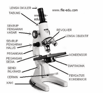 Detail Sketsa Gambar Mikroskop Nomer 23