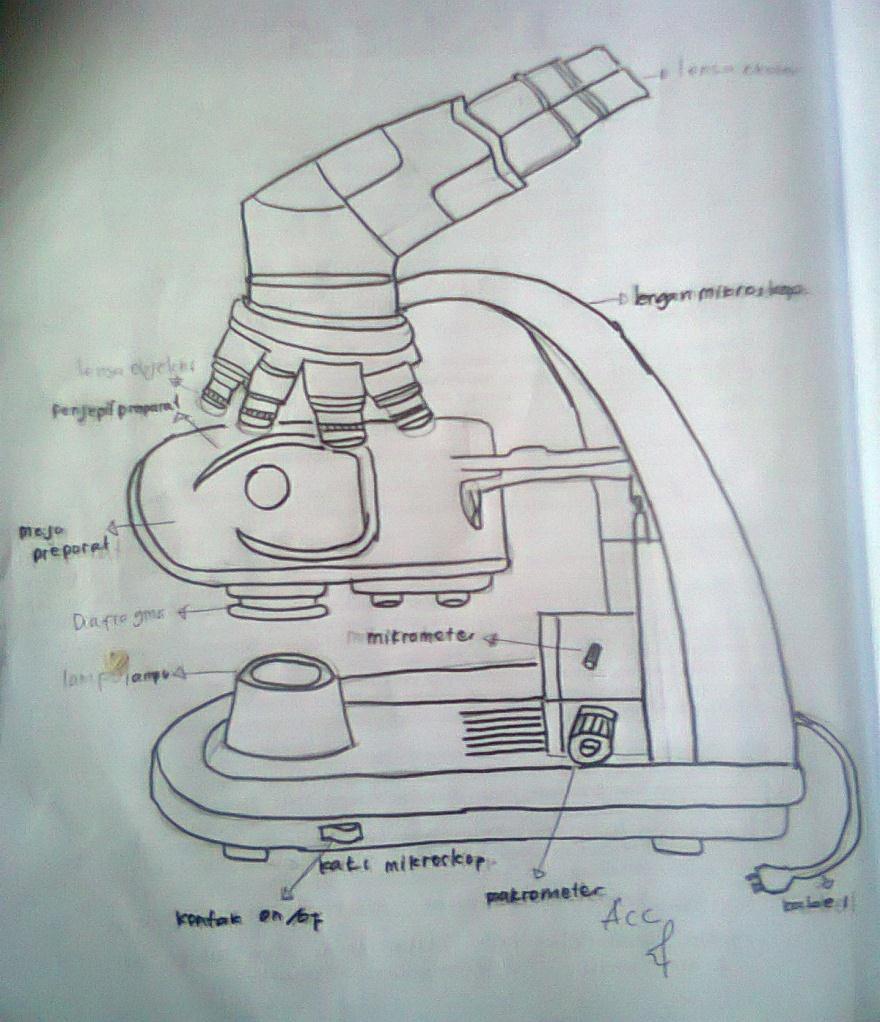 Detail Sketsa Gambar Mikroskop Nomer 29