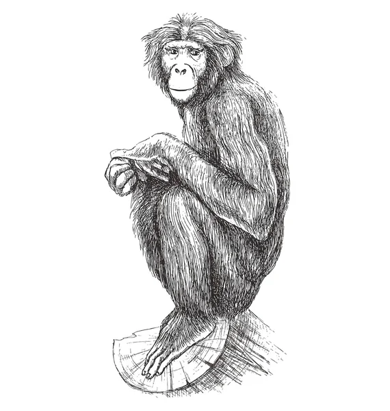 Detail Sketsa Gambar Monyet Nomer 46