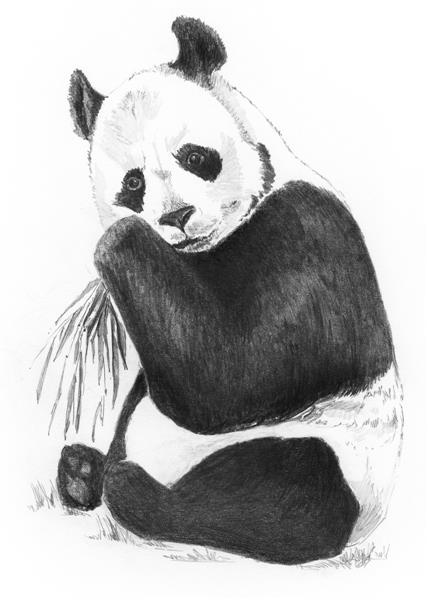 Detail Sketsa Gambar Panda Pensil Nomer 22