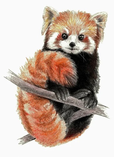 Detail Sketsa Gambar Panda Pensil Nomer 56
