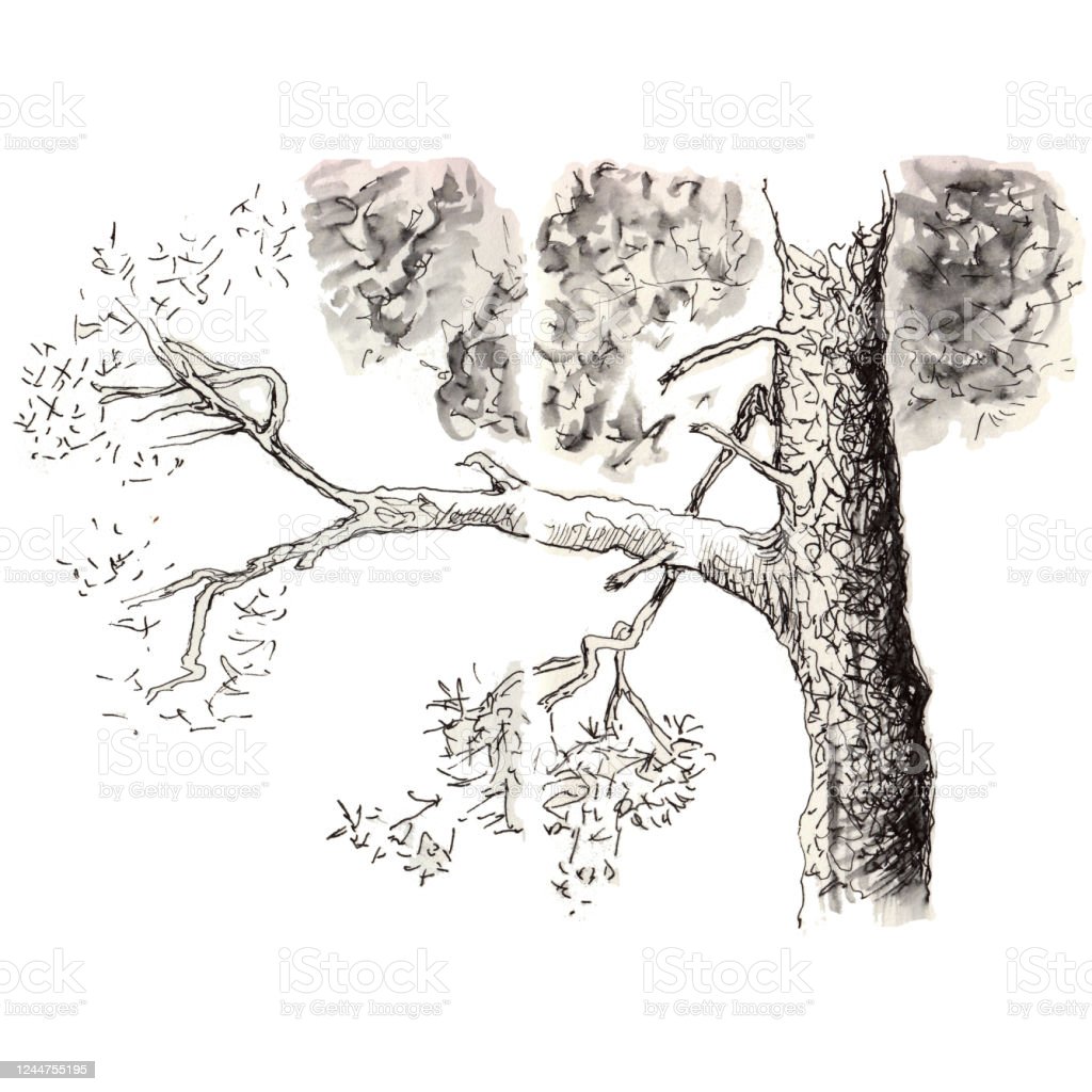Detail Sketsa Gambar Pohon Nomer 44