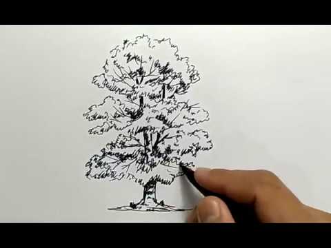 Detail Sketsa Gambar Pohon Nomer 47