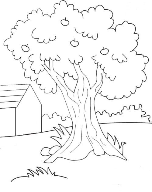 Detail Sketsa Gambar Pohon Mangga Nomer 14