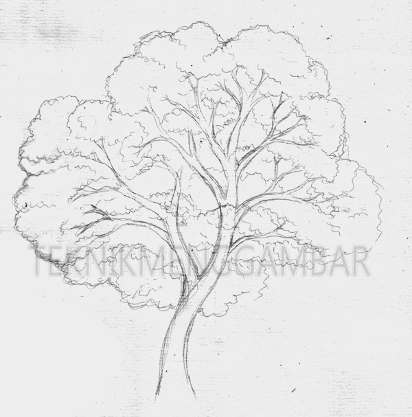 Detail Sketsa Gambar Pohon Mangga Nomer 42