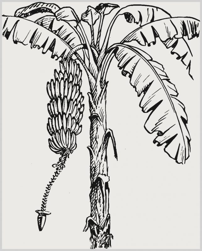 Detail Sketsa Gambar Pohon Mangga Nomer 44