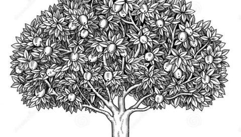 Detail Sketsa Gambar Pohon Mangga Nomer 7
