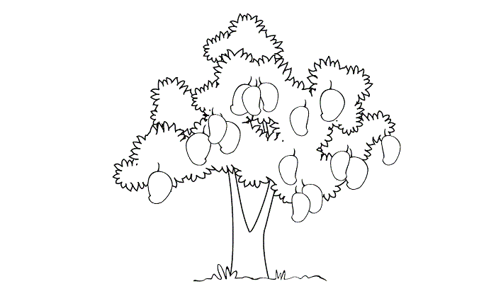 Detail Sketsa Gambar Pohon Mangga Nomer 9