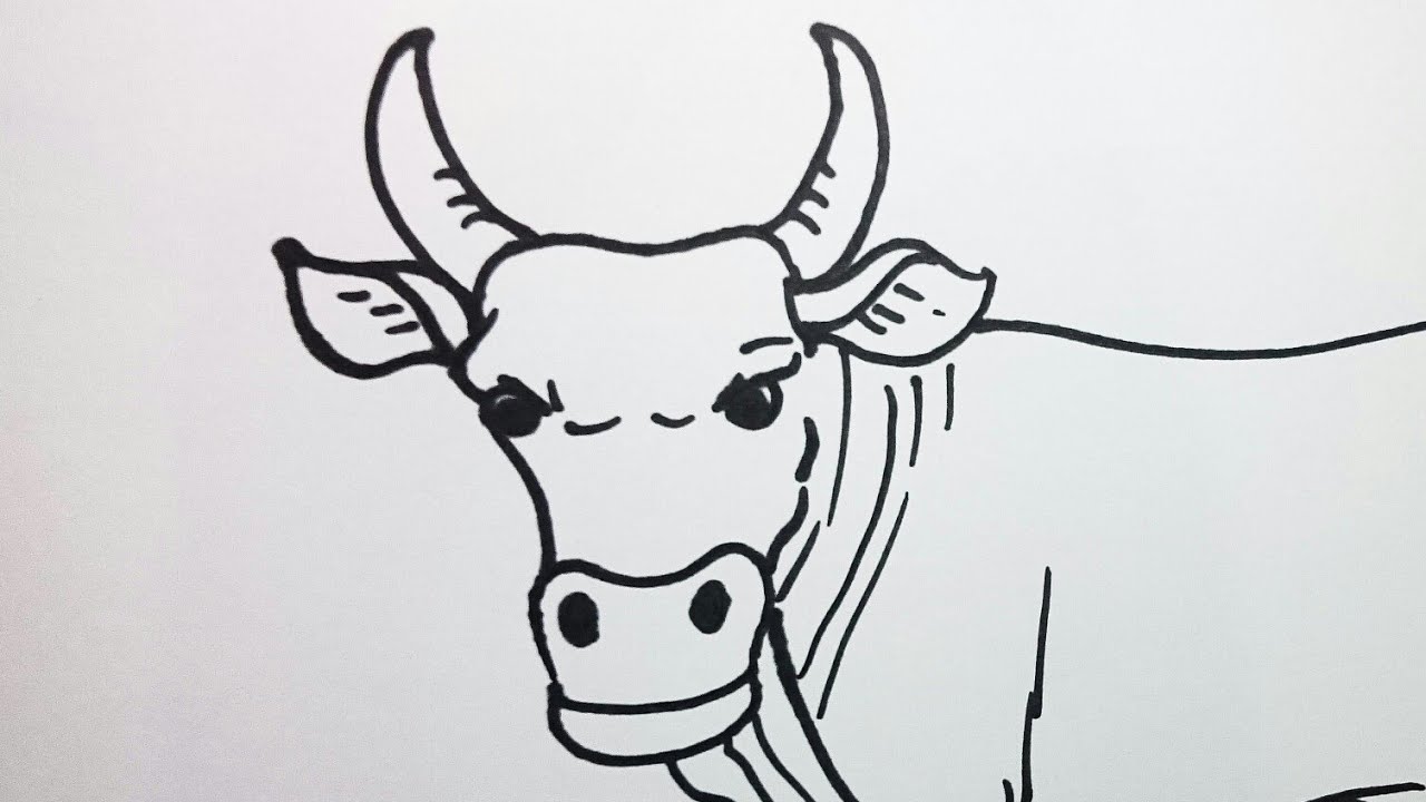 Detail Sketsa Gambar Sapi Nomer 23