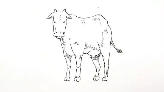Detail Sketsa Gambar Sapi Nomer 8