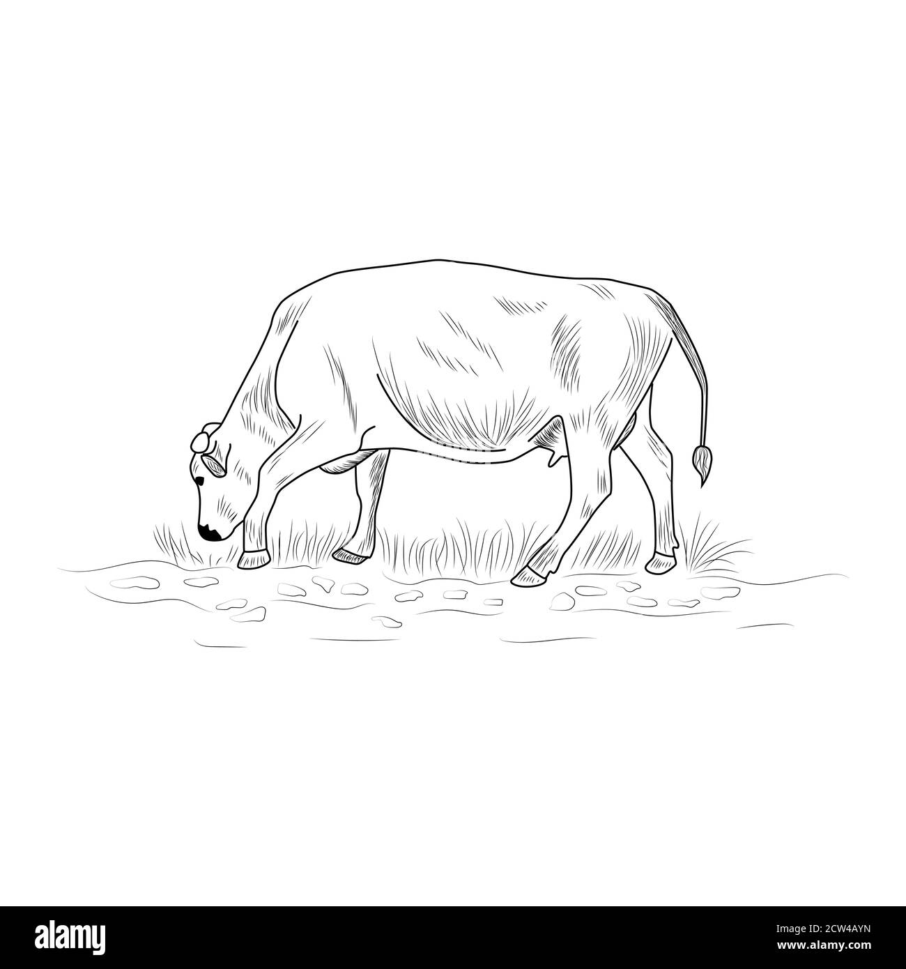 Detail Sketsa Gambar Sapi Makan Rumput Nomer 35