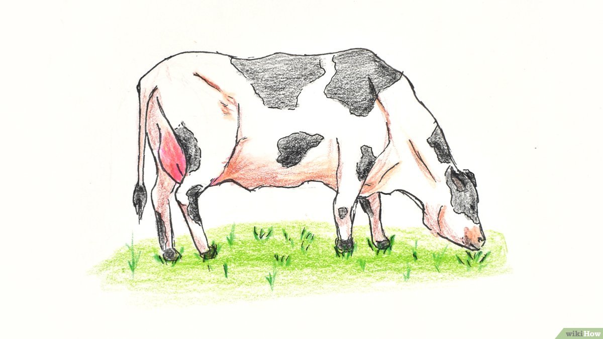 Detail Sketsa Gambar Sapi Makan Rumput Nomer 6