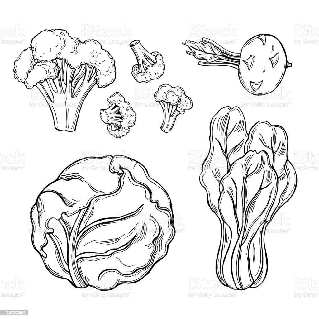 Detail Sketsa Gambar Sayuran Nomer 21