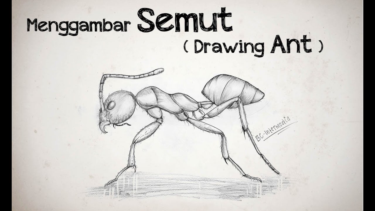 Detail Sketsa Gambar Semut Nomer 32