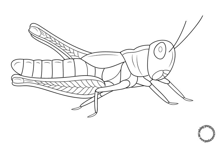 Detail Sketsa Gambar Serangga Nomer 16