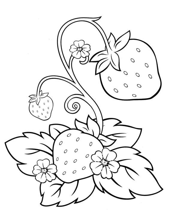 Detail Sketsa Gambar Strawberry Nomer 4