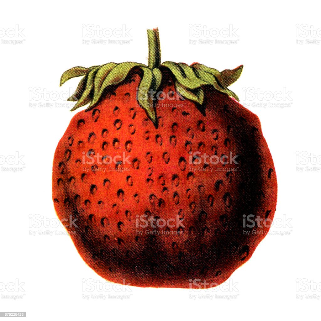 Detail Sketsa Gambar Strawberry Nomer 42