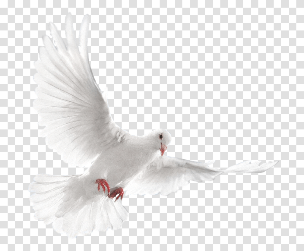 Detail White Pigeon Png Nomer 19