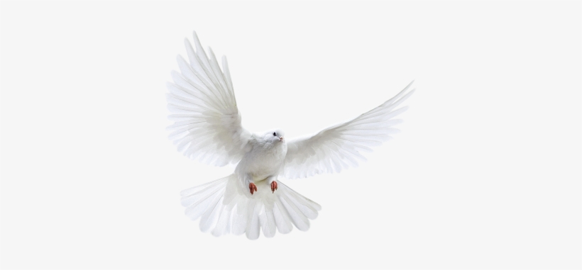 Detail White Pigeon Png Nomer 24