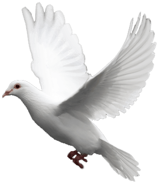 Detail White Pigeon Png Nomer 26