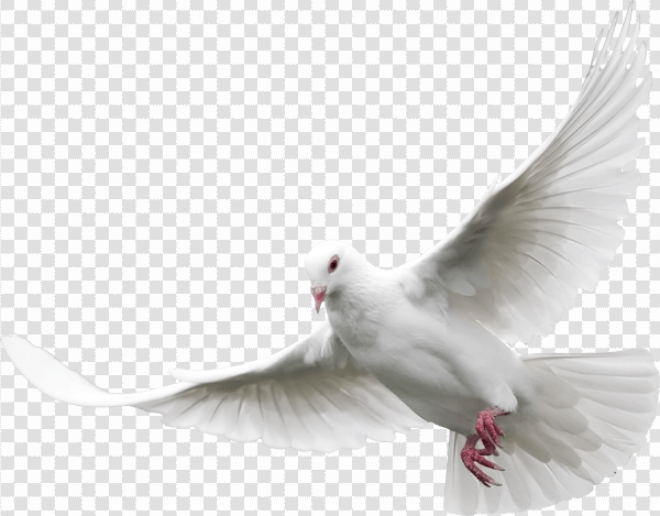 Detail White Pigeon Png Nomer 28