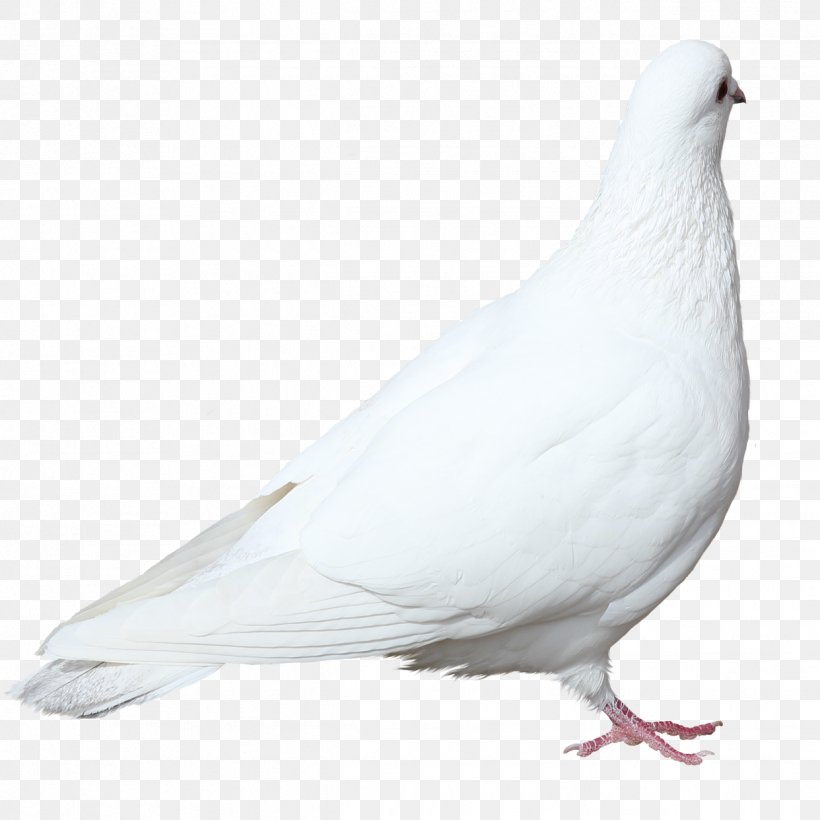 Detail White Pigeon Png Nomer 35