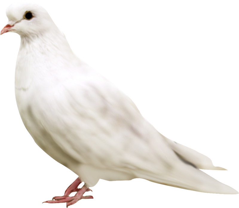 Detail White Pigeon Png Nomer 53