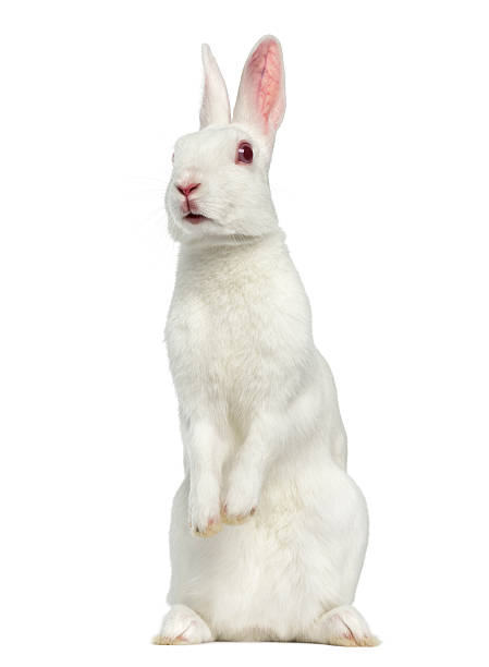 Detail White Rabbit Pic Nomer 11