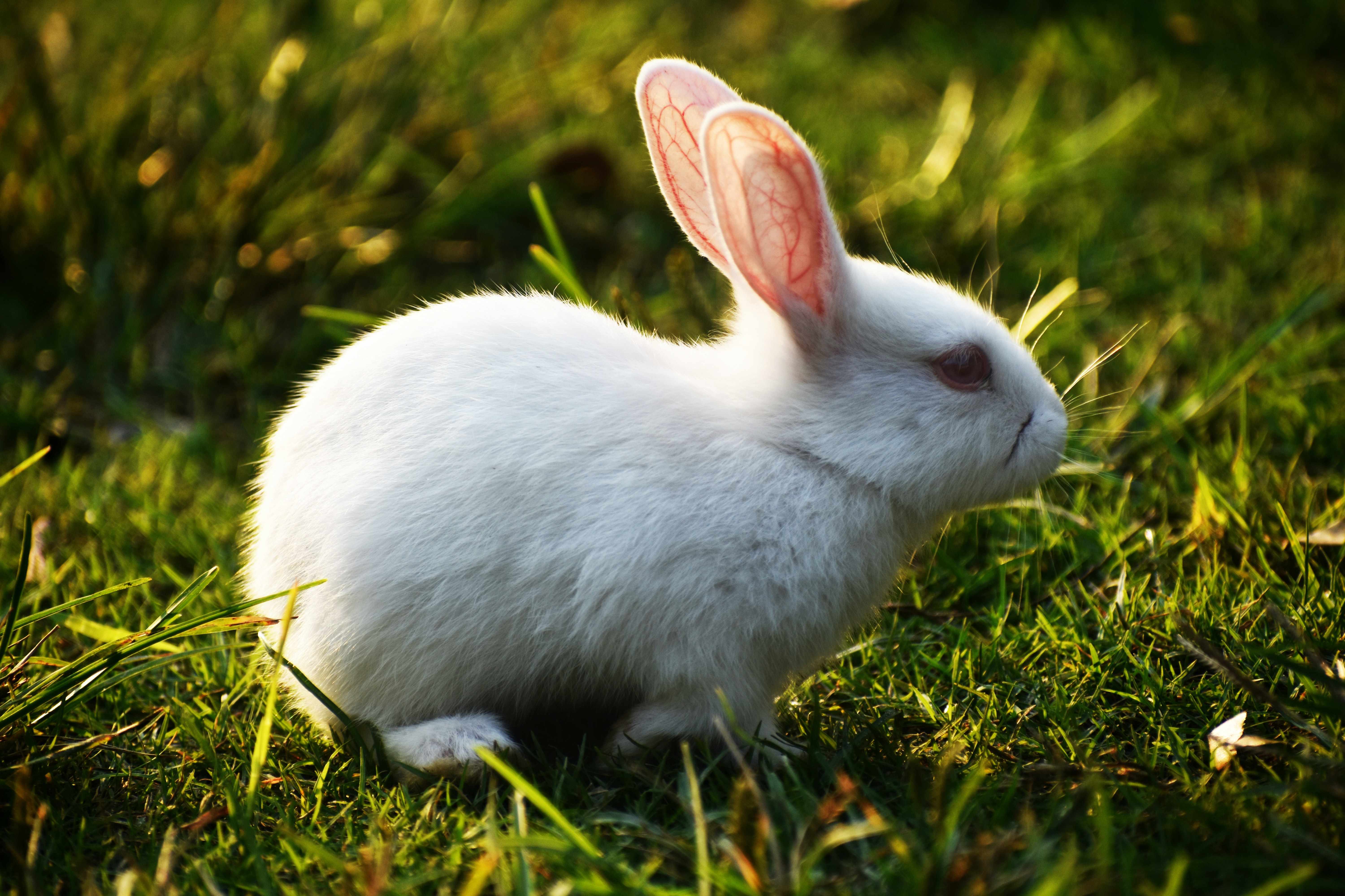 Detail White Rabbit Pic Nomer 12