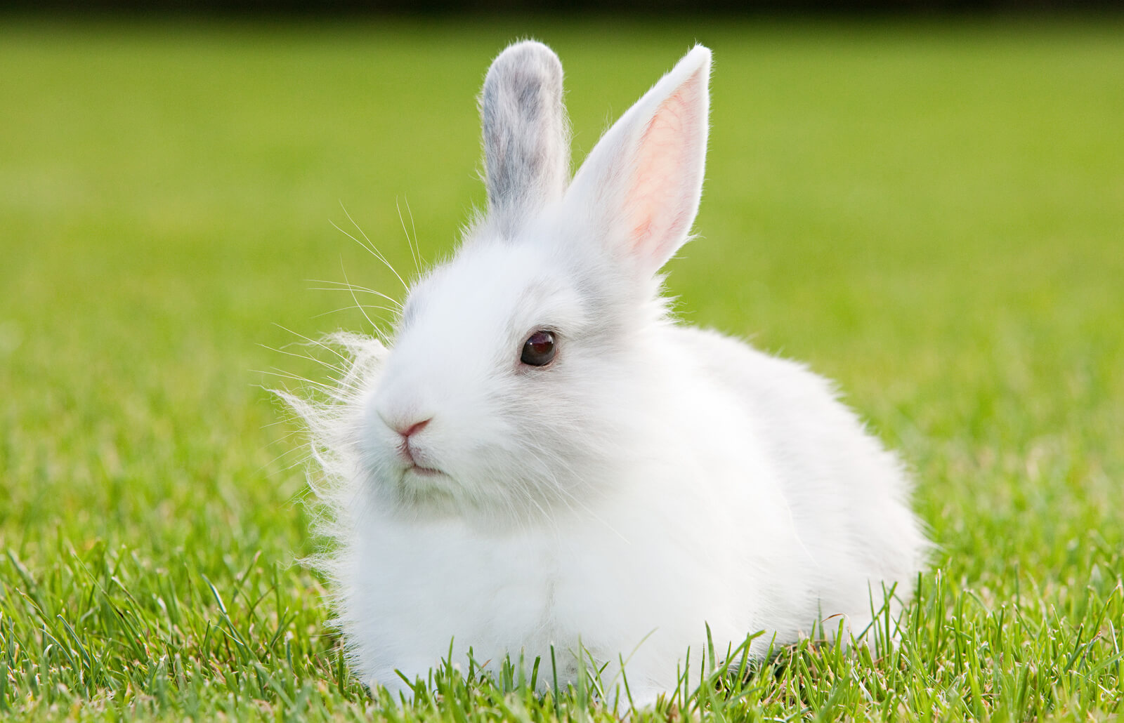 Detail White Rabbit Pic Nomer 14