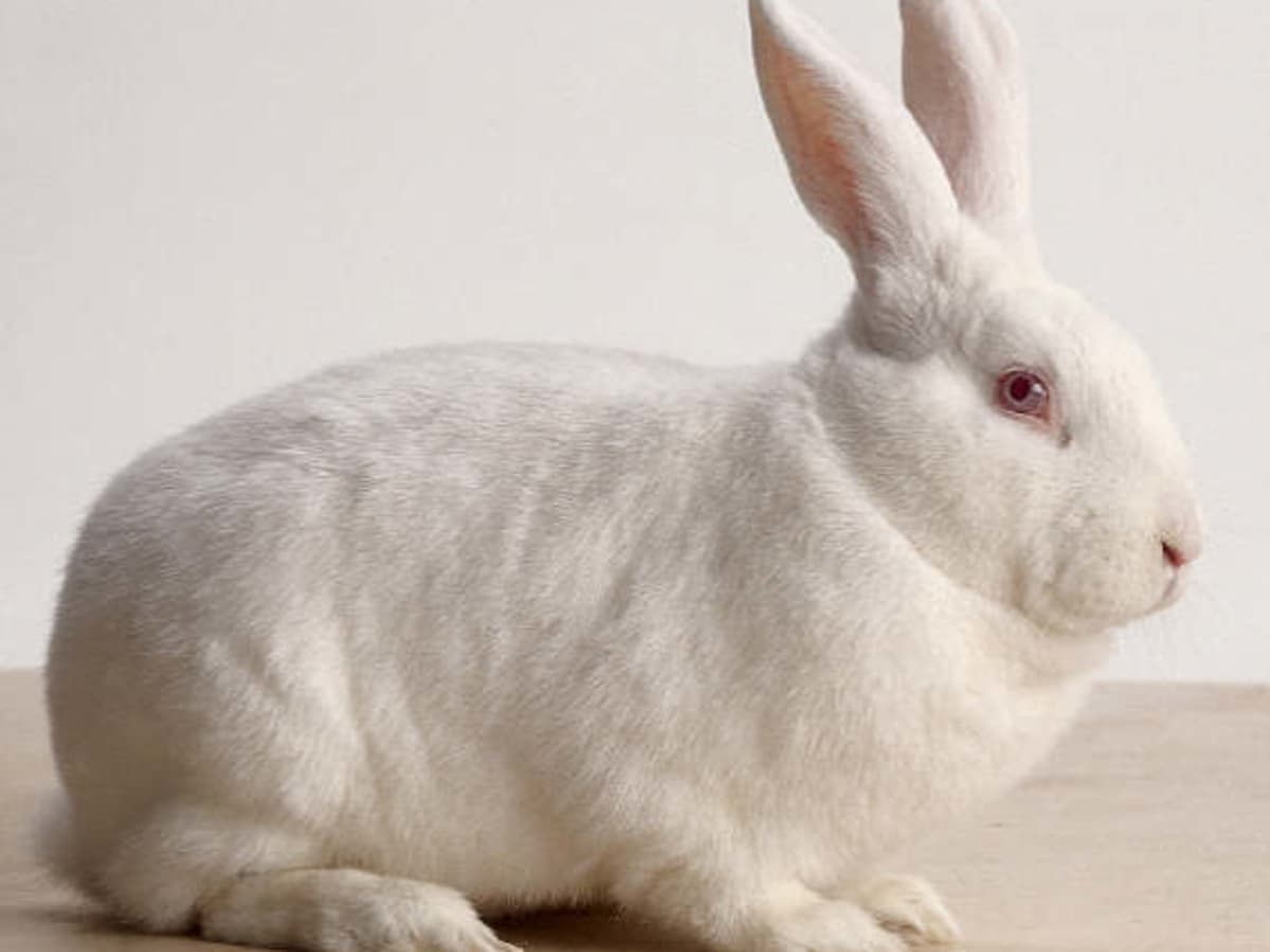Detail White Rabbit Pic Nomer 15