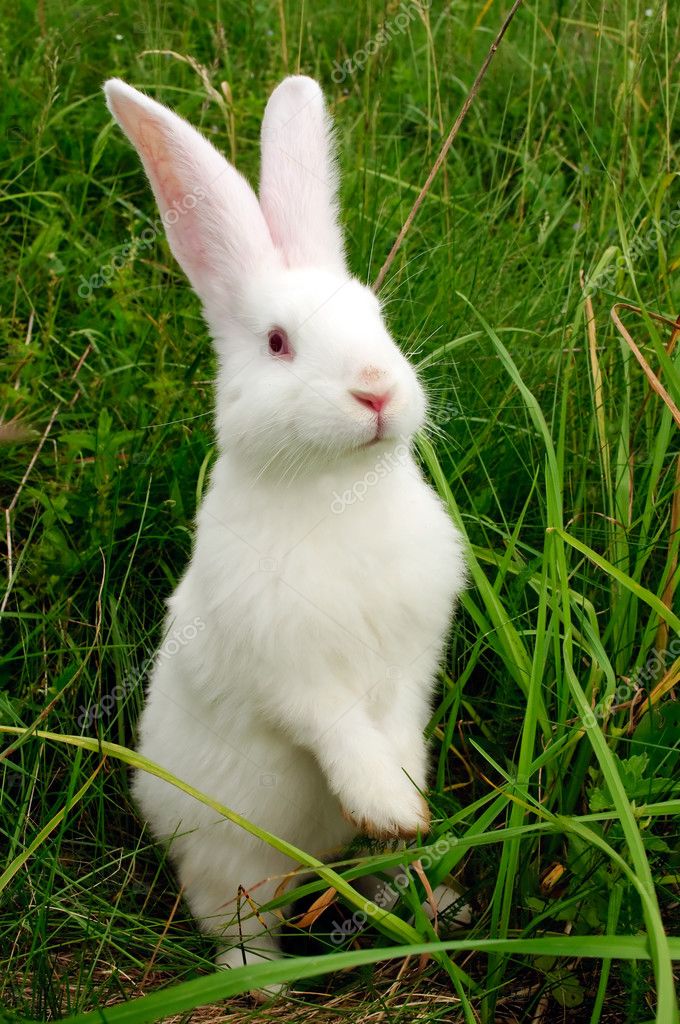 Detail White Rabbit Pic Nomer 19