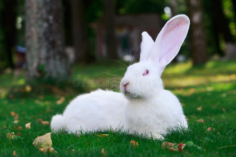 Detail White Rabbit Pic Nomer 22