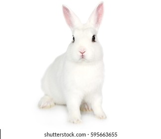 Detail White Rabbit Pic Nomer 23
