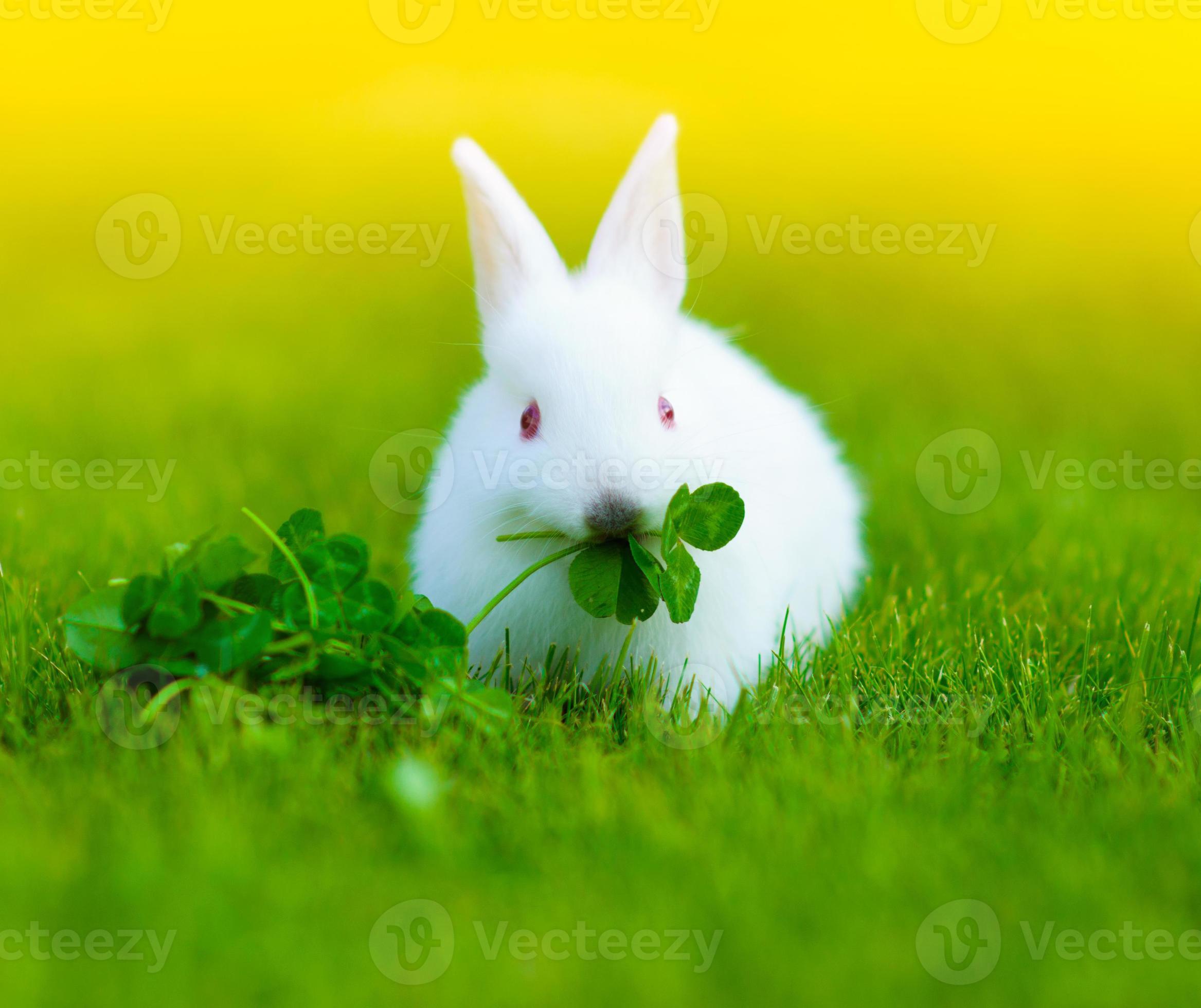 Detail White Rabbit Pic Nomer 24