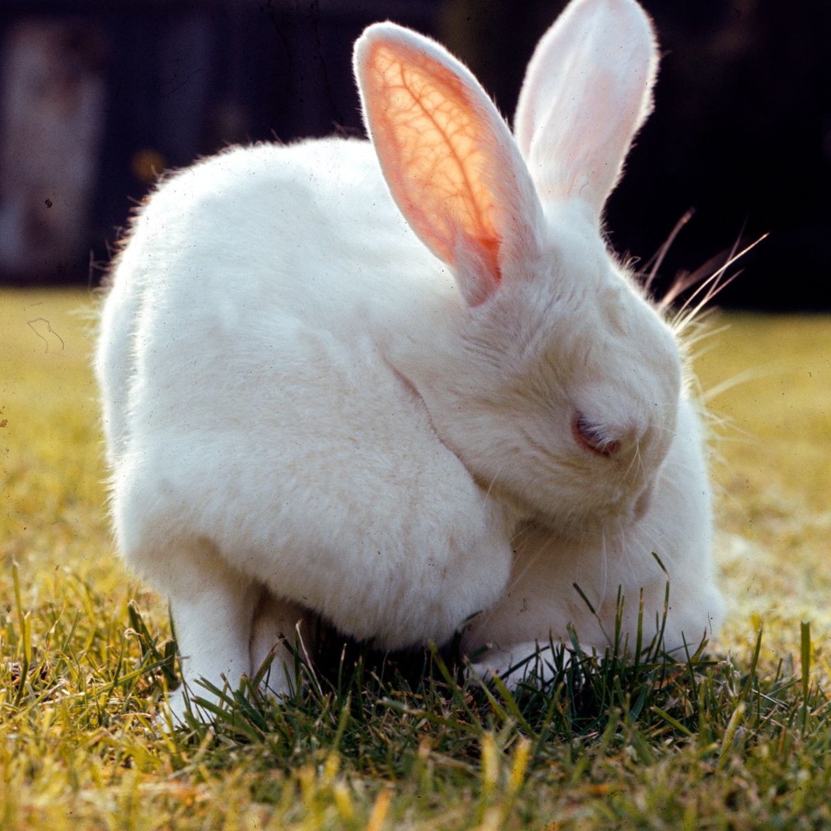 Detail White Rabbit Pic Nomer 32