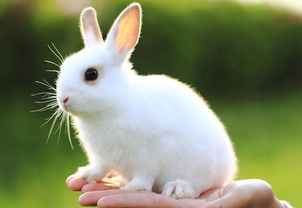Detail White Rabbit Pic Nomer 33