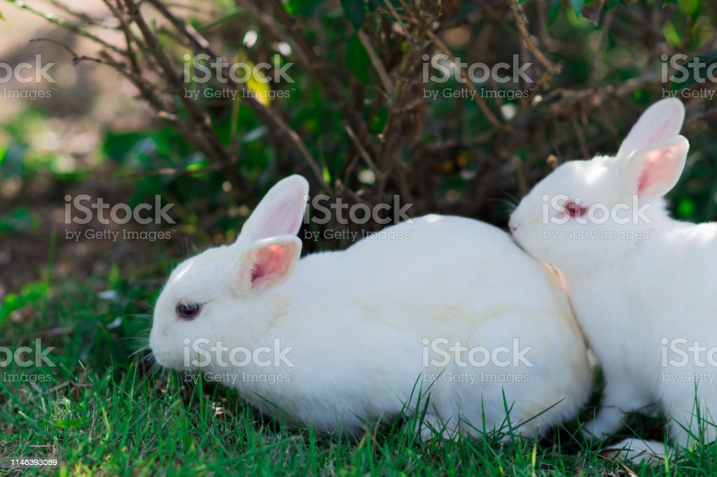 Detail White Rabbit Pic Nomer 36