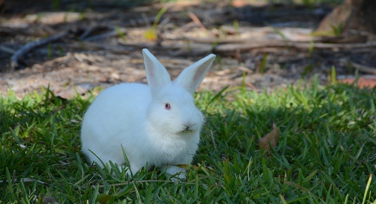 Detail White Rabbit Pic Nomer 40